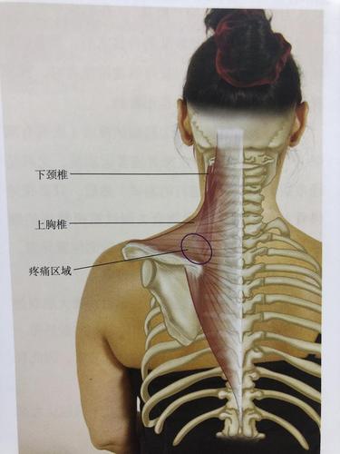 第三:肩胛骨要紧贴胸廓.