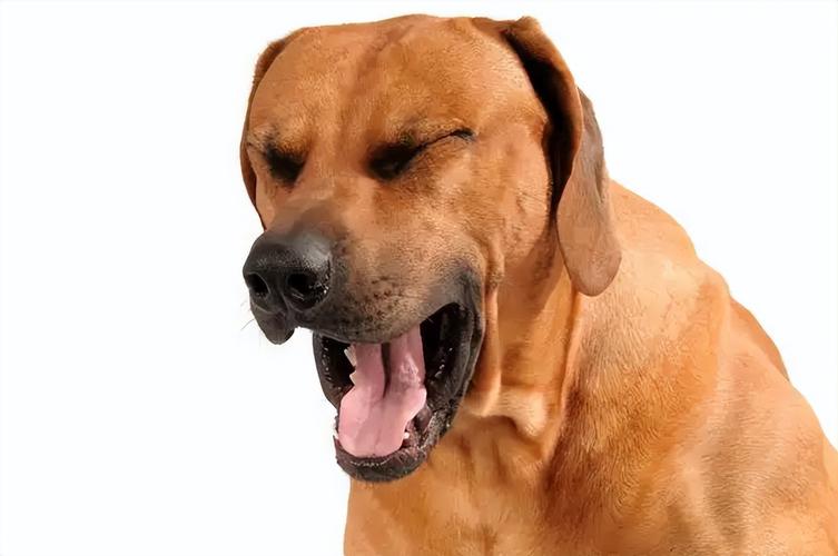 狗狗总是咳嗽干呕,发出咔咔的声音是怎么回事?看完你就明白了