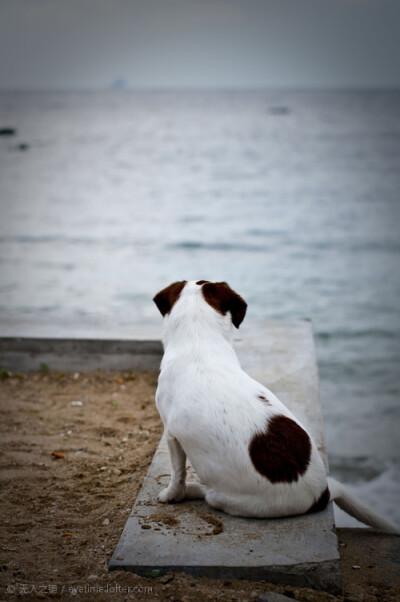 海边的小狗,一种孤独的感觉