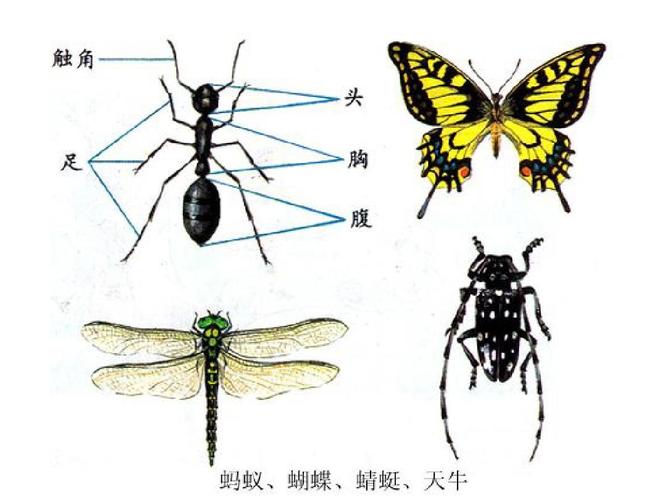 介绍一种昆虫的外形和特点