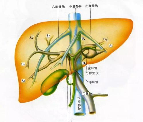 血液从肝动脉和门静脉进入肝脏,再通过肝静脉离开肝脏,然后进入下腔