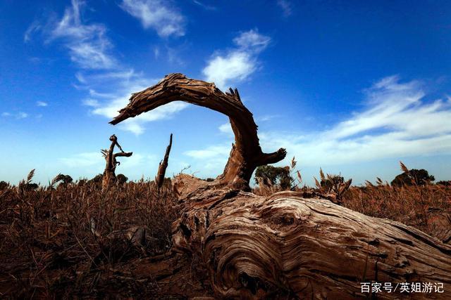 新疆木垒胡杨林:虽历经风雨沧桑却很低调,但实力却让它名声大噪