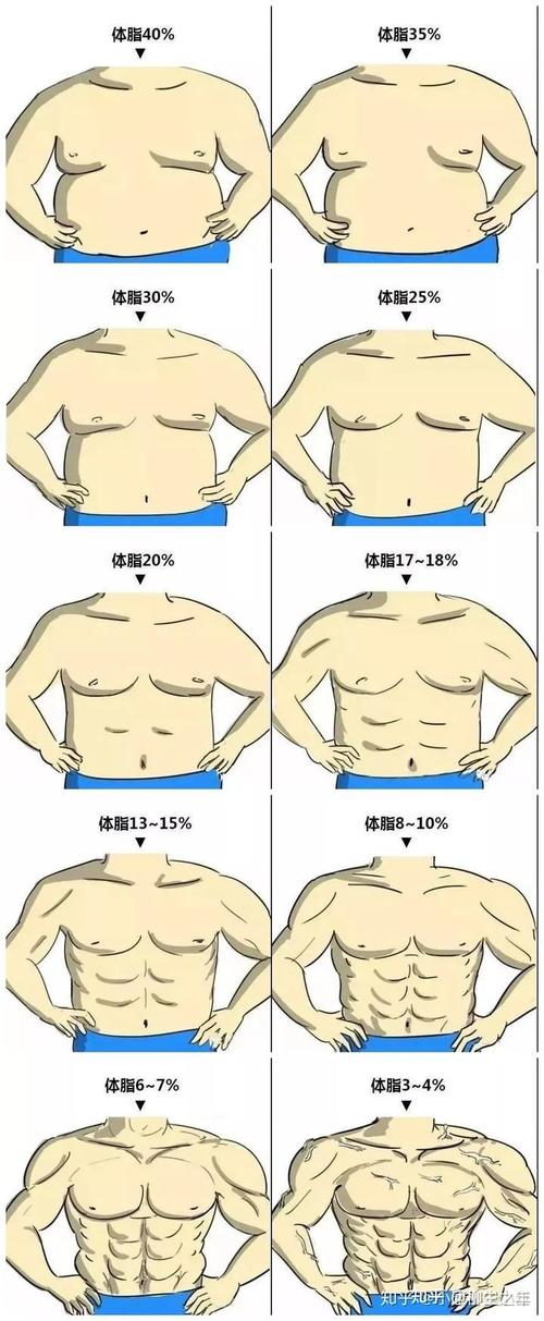 男性体脂率多少以下才能有清晰的腹肌