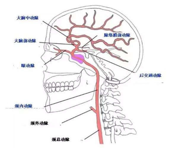 颈内动脉系统解剖讲解