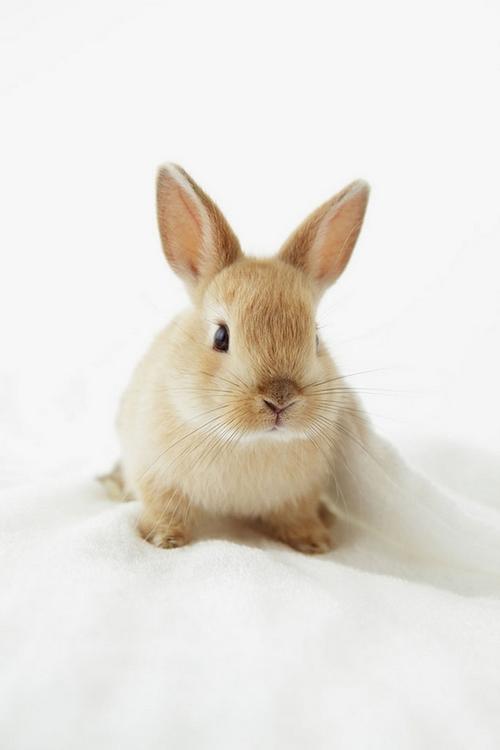 可爱呆萌的兔子动物写真图片大全分享!
