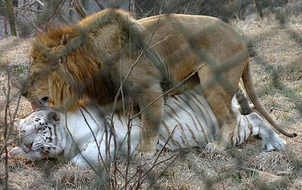 狮子和老虎能杂交吗