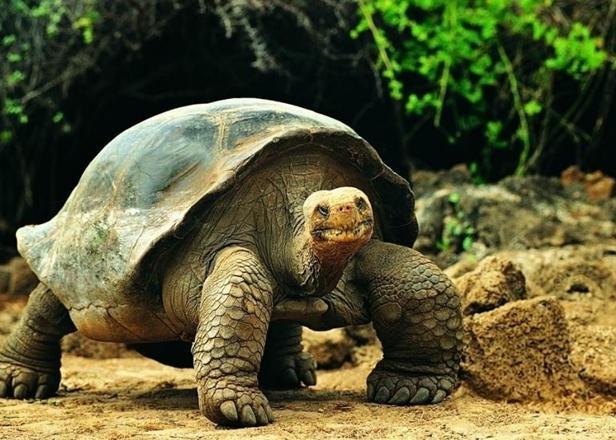 世界上最大的巨型乌龟古巨龟重达两吨