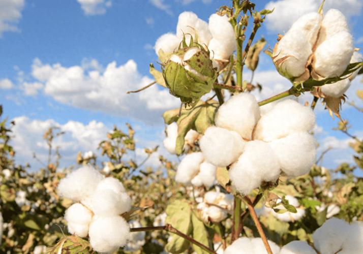 中国每年需进口200万吨棉花却将大量新疆棉出口到底为什么