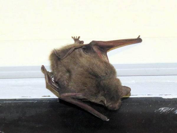 蝙蝠跑到家里有毒吗
