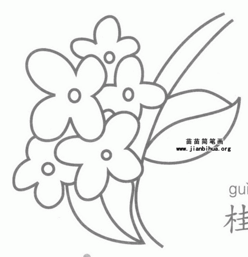 桂花简笔画示例图片大全 关于桂花的知识 桂花是中国木犀属众多树木