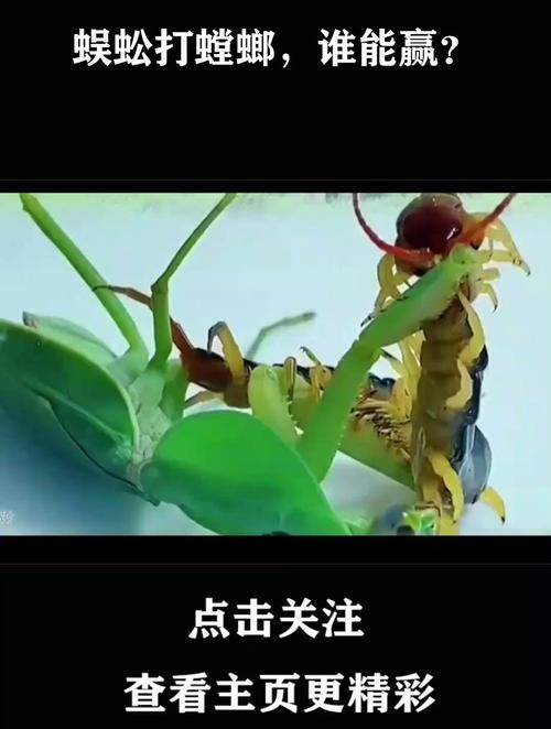 螳螂vs蜈蚣