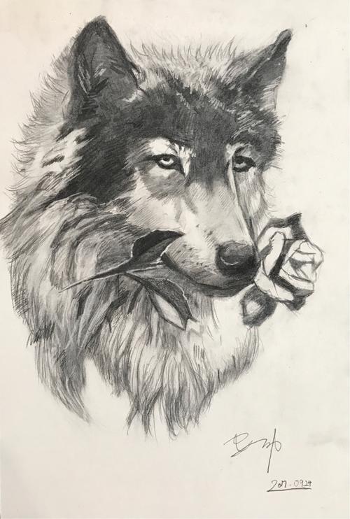 素描动物绘画作品～狼