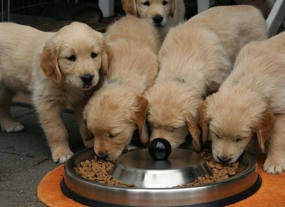金毛犬吃这6种食物,其实在