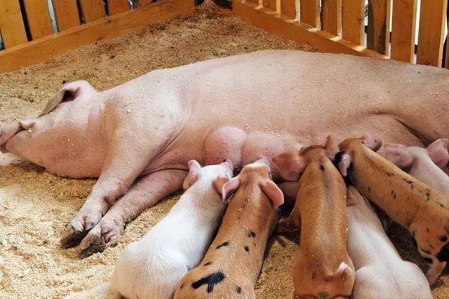 母猪早产是一个在养猪场比较常见也十分令人头疼的问题,不少养猪人