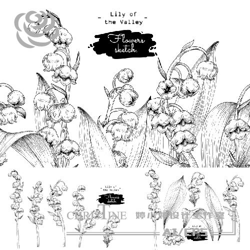 黑白线描手绘铃兰花朵叶子素描植物插画背景ai矢量平面设计素材