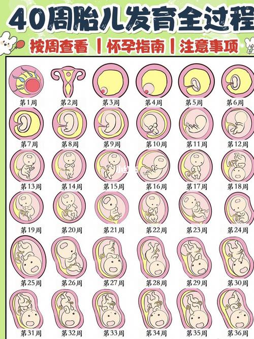 孕妇每个月胎儿发育图