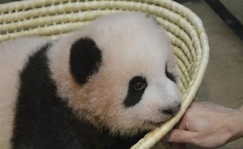 日本出生的熊猫幼崽被命名为
