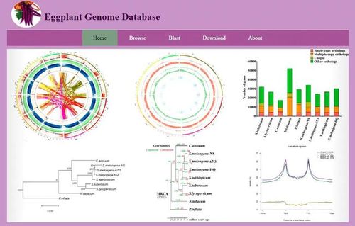 茄子基因组数据库网站
