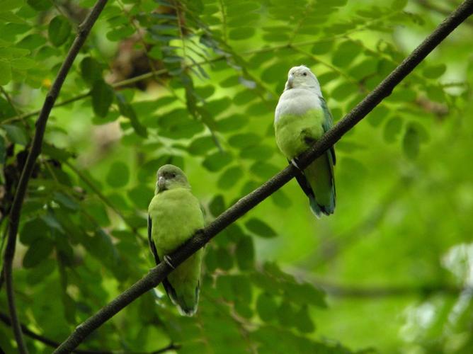 两只绿色的鸟栖息在树上,灰头的爱情鸟,agapornis,马达加斯加高清壁纸