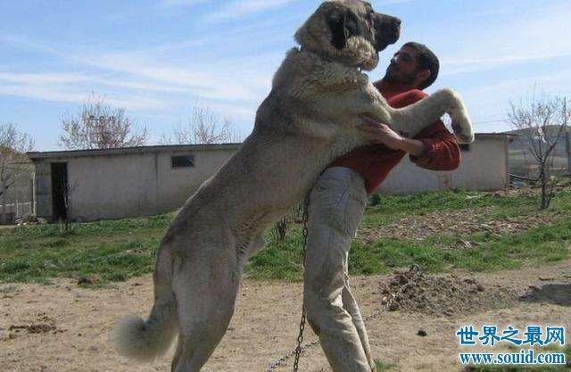 世界上最大的十个狗品种排名,大丹犬甚至比马高(2.2米高)