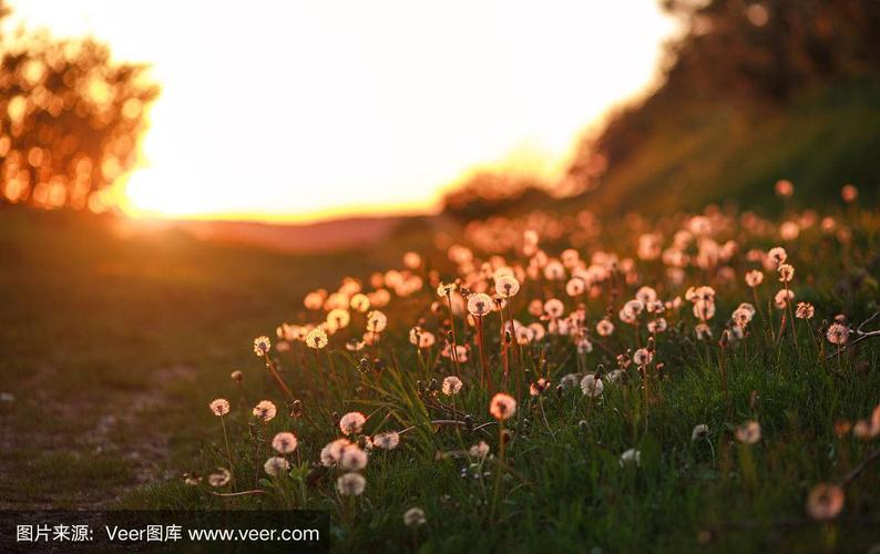 蒲公英的林间空地在夏季日落的阳光下,梦幻的风景,自然的背景