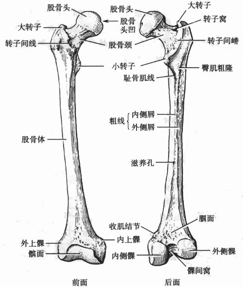 下肢骨