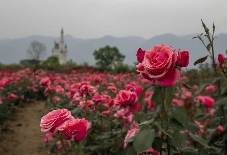 鲜花盛开 摄影 唐远贵中国玫瑰谷国家玫瑰公园风采