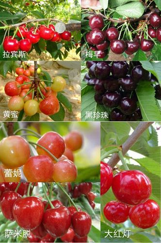 烟台大樱桃上市时间是5月份,不同品种的樱桃成熟时间不同.