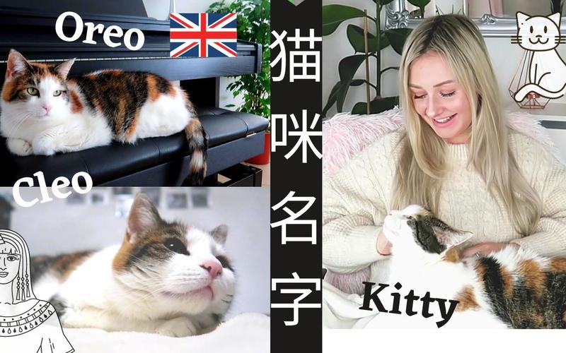 常用的英文猫名又可爱又好玩又经典的猫咪名字