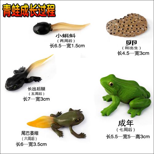 可爱青蛙模型玩具林蛙蟾蜍两栖动物实心塑胶套装认知礼物 青蛙套装12