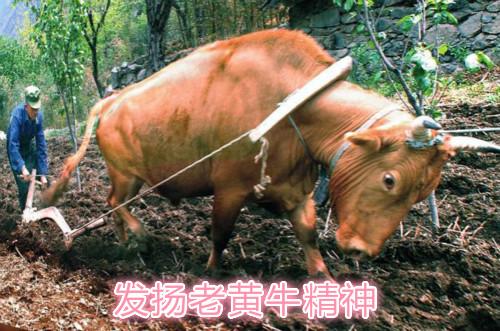 在上海话里,老黄牛经常用来比喻老老实实,勤勤恳恳工作的人.