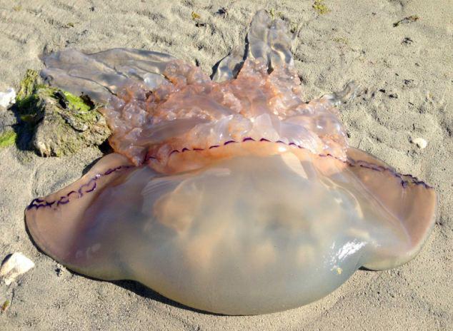 英海滩现1米宽巨型水母专家发出警告2