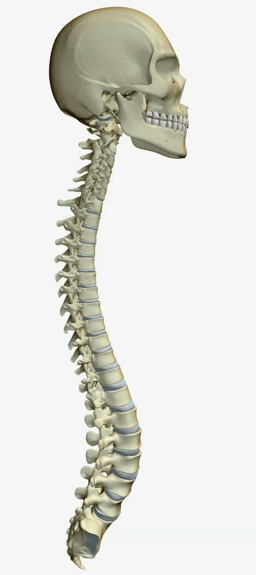 这是一个正常的人的脊柱,颈椎7节,胸椎12节,腰椎5节.