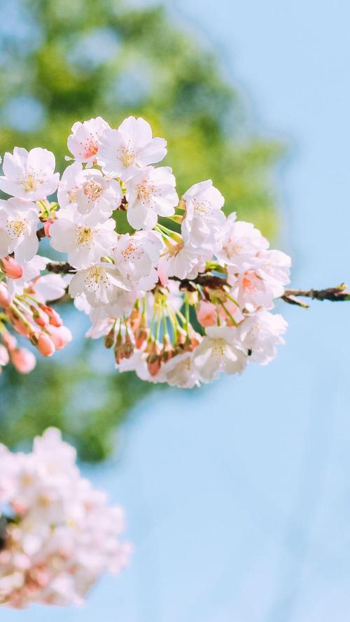 最美樱花盛开在树枝上的唯美清新樱花手机壁纸樱花樱花树植物浪漫森系