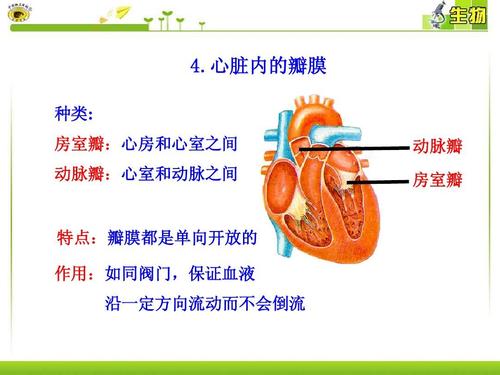 心脏内的瓣膜 种类: 房室瓣:心房和心室之间 动脉瓣:心室和