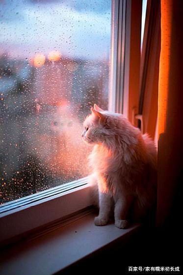 看着窗外夜景的猫咪