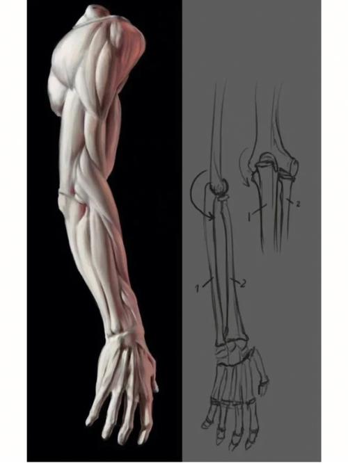 手臂的结构