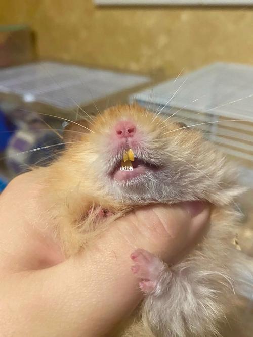 老鼠的牙齿长什么样