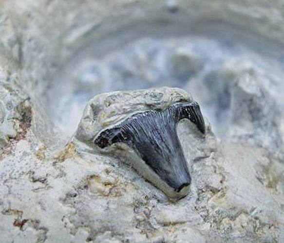 鲨鱼牙齿化石