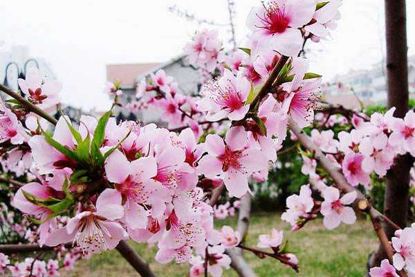 桃花开花时间是几月份,花期有多长 桃花的花期在什么时候