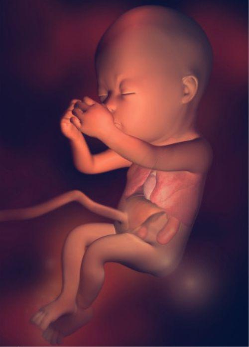 孕妇十五周胎儿发育图