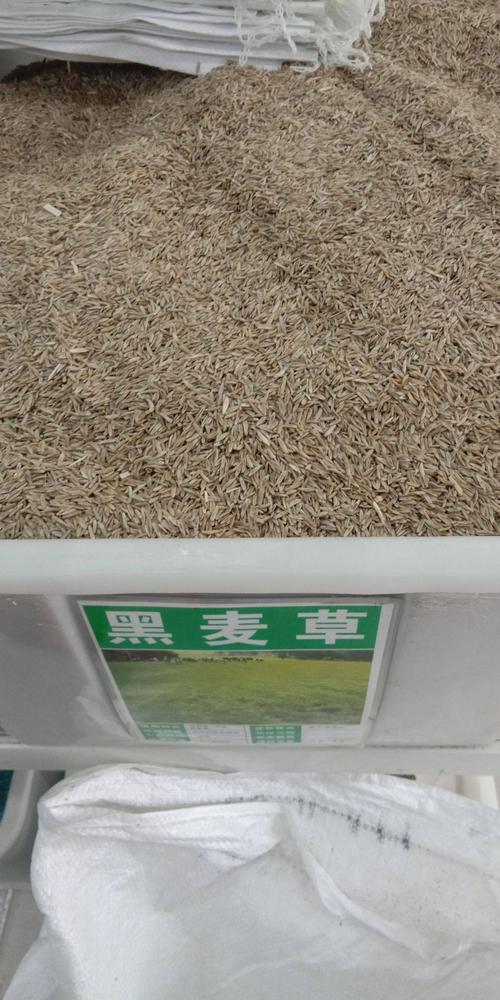 [黑麦草种子批发]黑麦草种子 价格12元/斤 - 惠农网