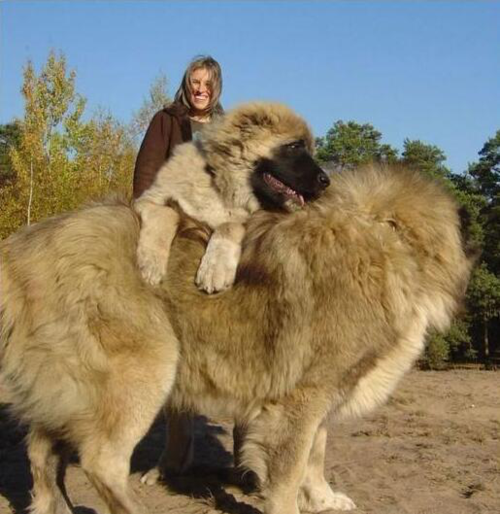 高加索犬是世界上最大的狗,被称为