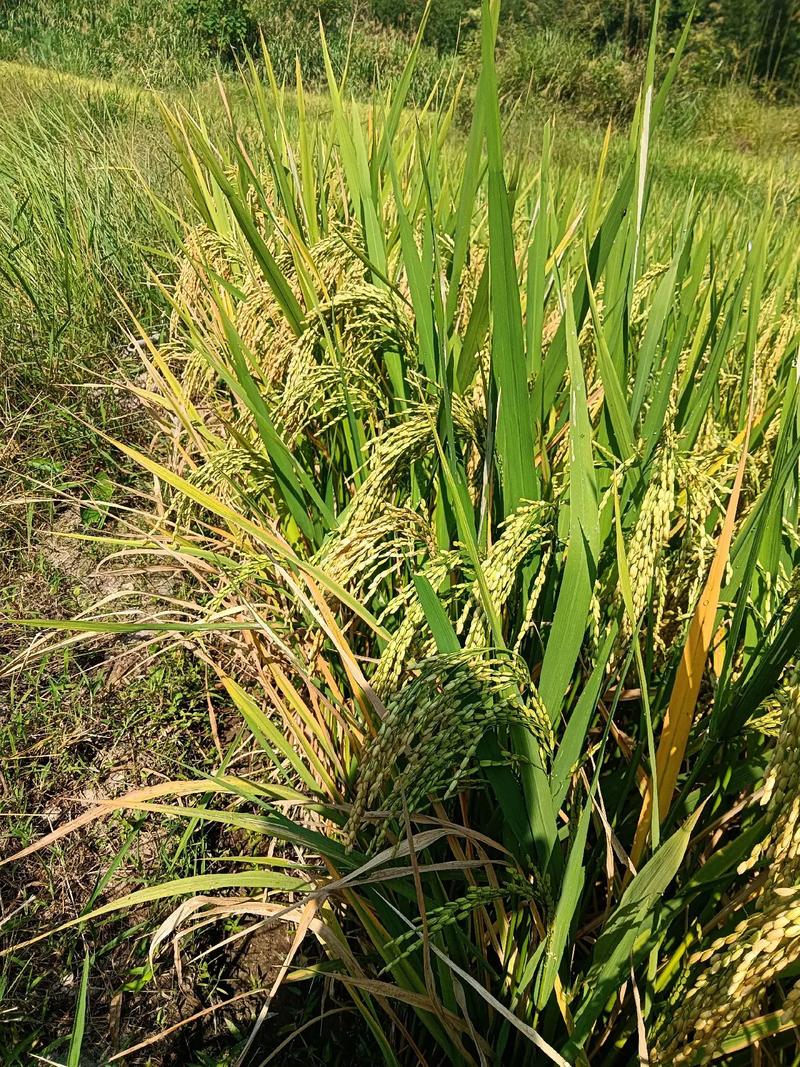 高山泉水一季种植的生态水稻快熟了.#金秋九月 #现场实拍 # - 抖音