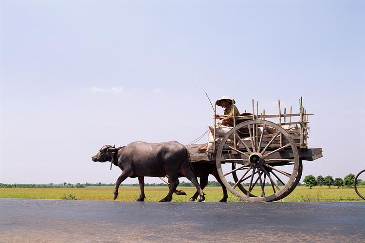 驴车-经济便捷描述北宋风俗的《清明上河图》中,张泽瑞画了46头驴骡