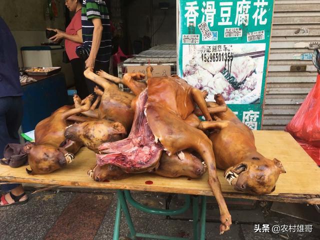 荔枝狗肉节是怎么被炒起来的