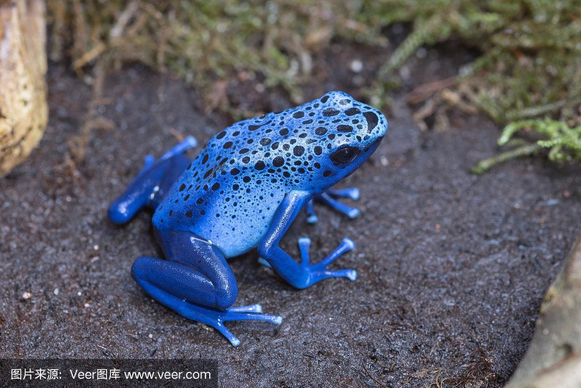 蓝色的箭毒蛙