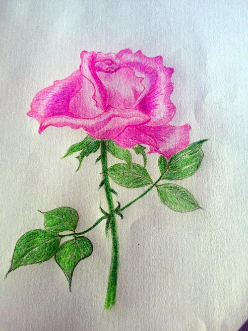 无基础小白彩铅画玫瑰