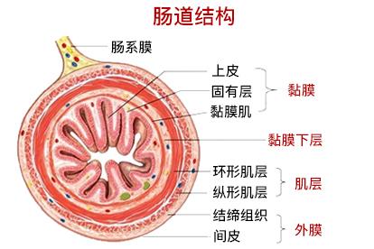 小肠上皮细胞结构图片