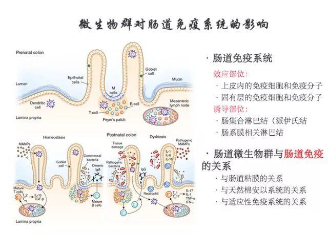 位于肠道部分的这个结构就叫肠道黏膜相关淋巴组织.